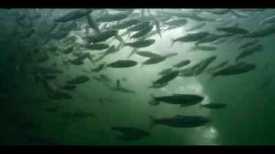 ...to stop the ocean's 40-ton thieves. - Our Oceans