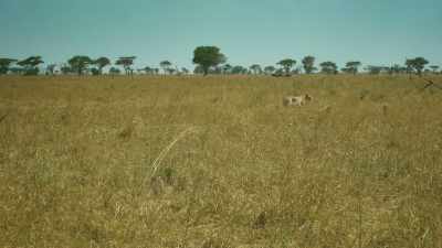 To stray into the pridelands
was an easy mistake. - Serengeti