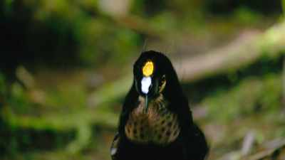To succeed,
Bob knows his routine must be faultless. - Dancing with the Birds