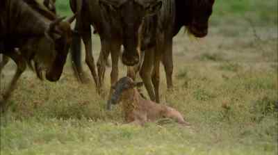 To survive in the midst of predators - Africa: The Serengeti