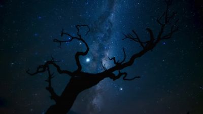 To survive, Petaca will need to grow up fast - Earth at Night in Color