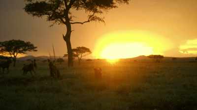 To survive when the drought returns,
they must learn fast. - Serengeti
