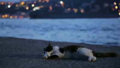 To tell you the truth, he earns his keep. - Kedi
