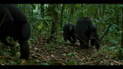 To the westerners, - Chimp Empire