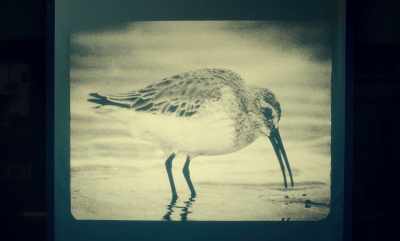 To those
unfamiliar with the dunlin, - Guillermo del Toro's Cabinet of Curiosities
