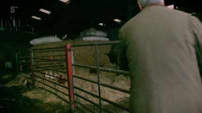 To try to get 20 ladies
pregnant before spring, - Our Yorkshire Farm