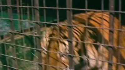 To try to get them
to stop this captive breeding - Trafficked with Mariana van Zeller