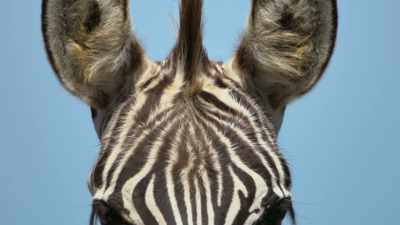 To understand how it might work, - Attenborough's Life in Colour