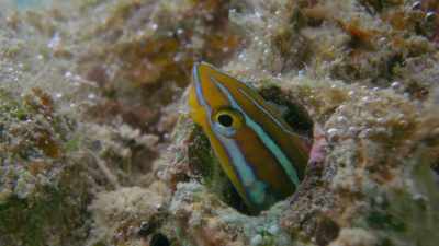 To understand how these
colours work, - Attenborough's Life in Colour
