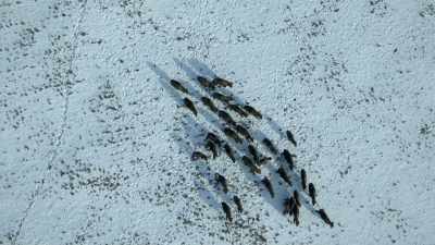 Today, around 1,000 bison roam here. - Europe From Above