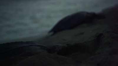 Today they come ashore to nest
in many places, - Attenborough and the Sea Dragon