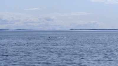 Today gives us a few cues to understand
this very special behavior, - Secrets of the Whales