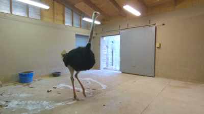Today he's getting
his annual shots - Secrets of the Zoo