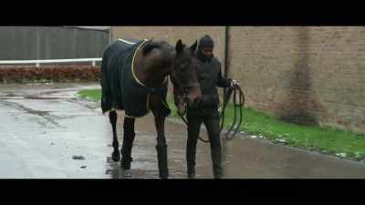 Today, Horn Of
Plenty is being readied - Horsepower