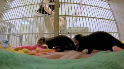 Today I'm checking in on two
baby asian small-clawed otters. - Secrets of the Zoo