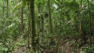 Today, I'm gonna look
for moracocha. - Naked and Afraid