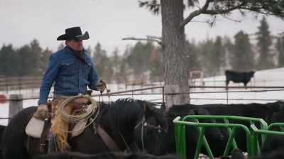 TODAY I'M SORTING SOME YOUNG
CATTLE OFF FROM SOME OLD CATTLE, - Dino Hunters