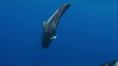 Today, in the Atlantic waters
off Europe, as elsewhere, - Blue Planet II