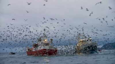 Today, this is once again
an immensely productive fishery, - Blue Planet II