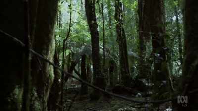 Today, this is their last stronghold. - David Attenborough's Tasmania