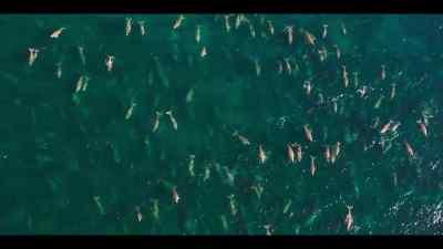 Today, it's a rare privilege
to see a sight like this. - Our Oceans