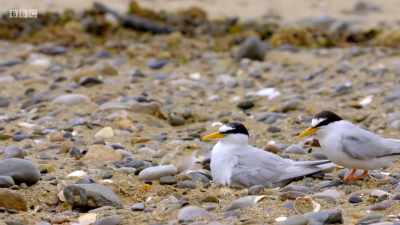 Today is June's biggest tide
and it's coming in fast. - Wales: Land of the Wild