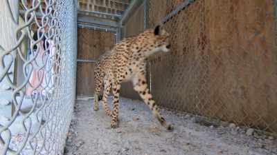 Today, kesi is running, - Secrets of the Zoo