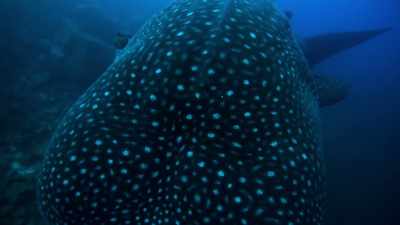 Today, less than one percent - Blue Planet II