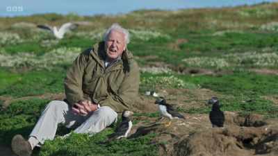 Today, nearly 40,000 return to
this tiny island every summer. - Wild Isles