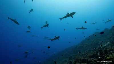 Today they only thrive
in anything like their former numbers - Our Planet