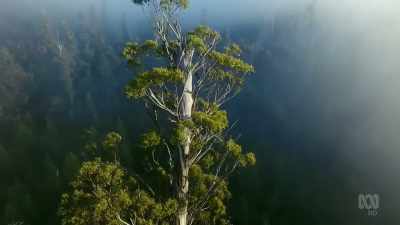 Today they reach almost
100 metres into the sky. - David Attenborough's Tasmania