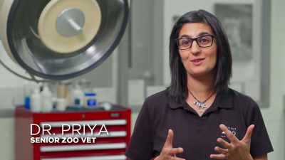 Today we received fantastic news - Secrets of the Zoo