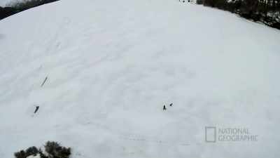 Today we saw a wolf,
tomorrow maybe we'll, - Life Below Zero: First Alaskans