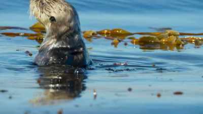 Today, sea otters are protected. - Blue Planet II