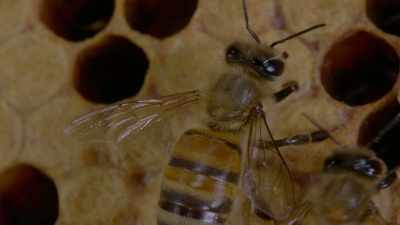 Today, we study bee brains. - Cosmos: Possible Worlds