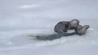 Today, success is shared. - Epic Yellowstone