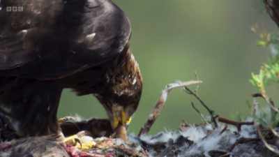 Today, the chicks have only been
given a tiny weasel. - Wild Isles