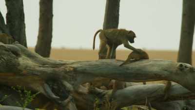 Today, the mongoose are in
a mischievous mood. - Serengeti
