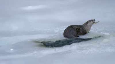 Today, the otters in Yellowstone - Yellowstone: One-Fifty