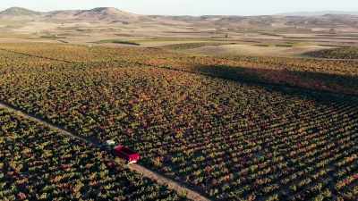 Today, the pickers will gather grapes - Europe From Above