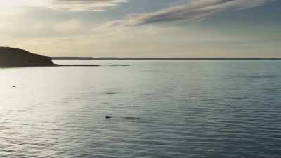 Today, their population
is 12,000 strong, - Planet Earth III