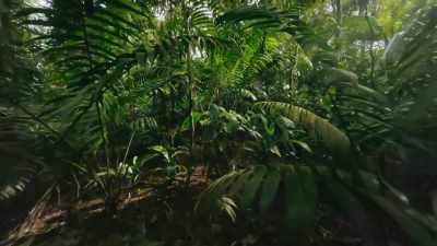 Today's crop is being taken
from a young bixa tree. - The Green Planet