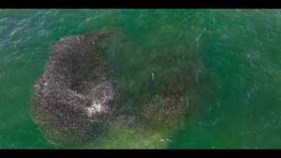 Together, they create a mirror-ball effect
that dazzles predators, - Our Oceans