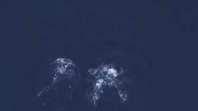"Together, they dive down to the krill,
and do this." - Secrets of the Whales
