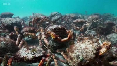 Together, they journey for miles across the seabed, - Wild Isles