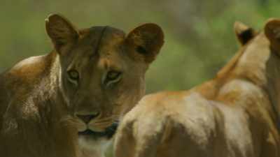 Together, Kali and her sister
are strong. - Serengeti