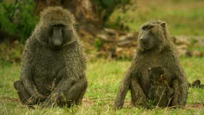 Together, they'll care for
the baby and keep him safe. - Serengeti