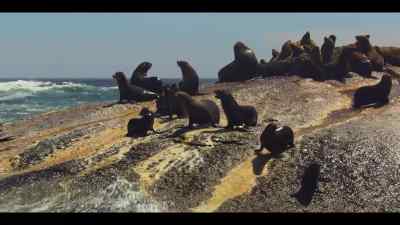 Together, they'll send
this elephant seal packing too. - Our Oceans