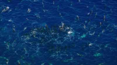 Together they're gathering
as one unified army - Blue Planet II