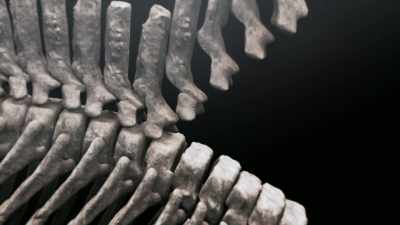 Together with a team
of scientists, - Attenborough and the Sea Dragon